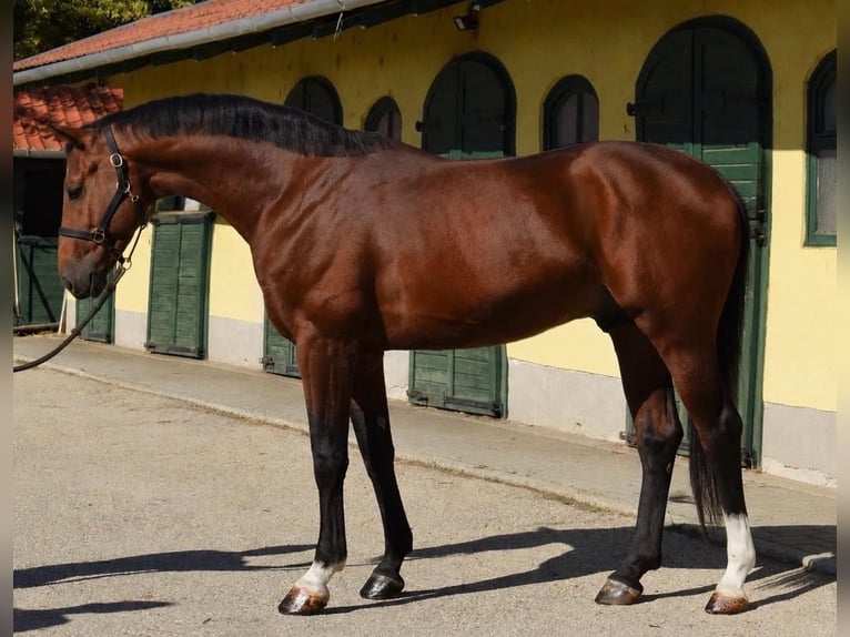 KWPN Stallone 3 Anni 170 cm Baio in Murska Soboda