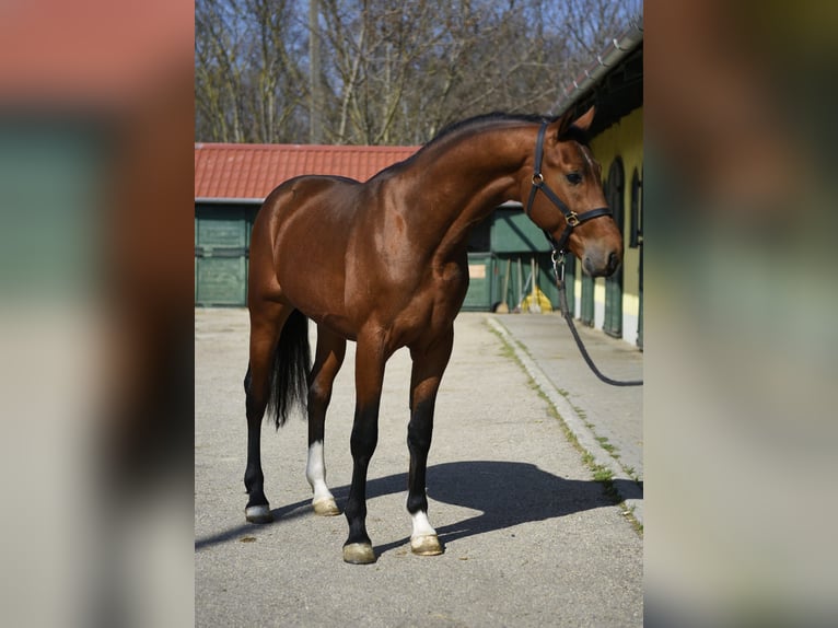 KWPN Stallone 3 Anni 170 cm Baio in Murska Soboda