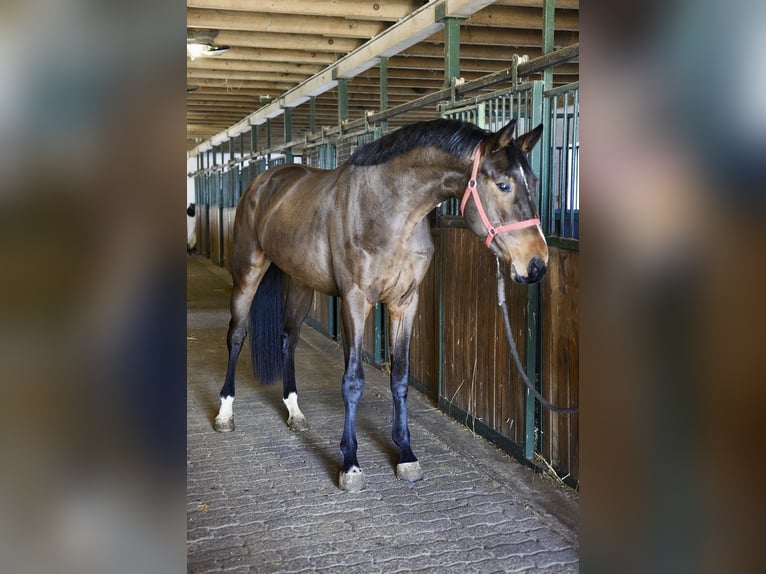KWPN Stallone 3 Anni 170 cm Baio in Murska Soboda