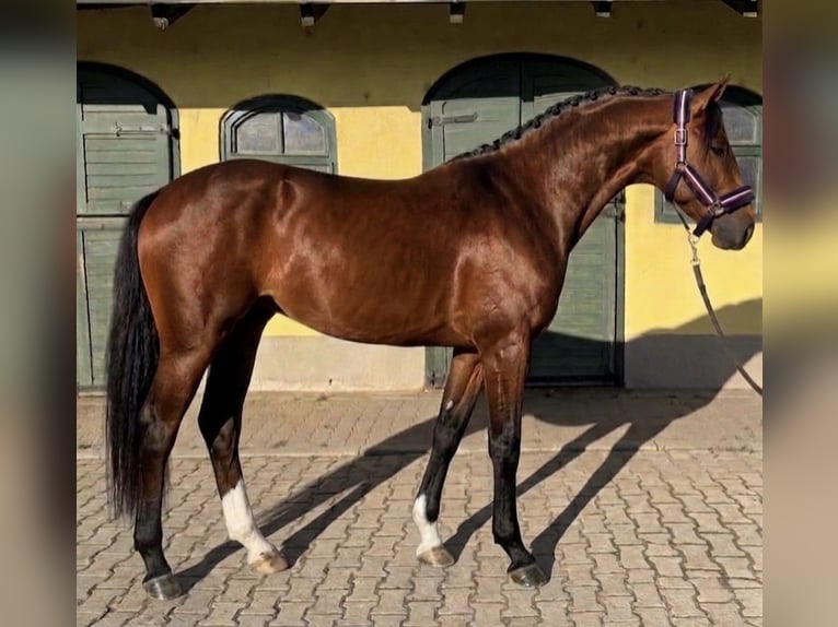 KWPN Stallone 3 Anni 170 cm Baio in Murska Soboda