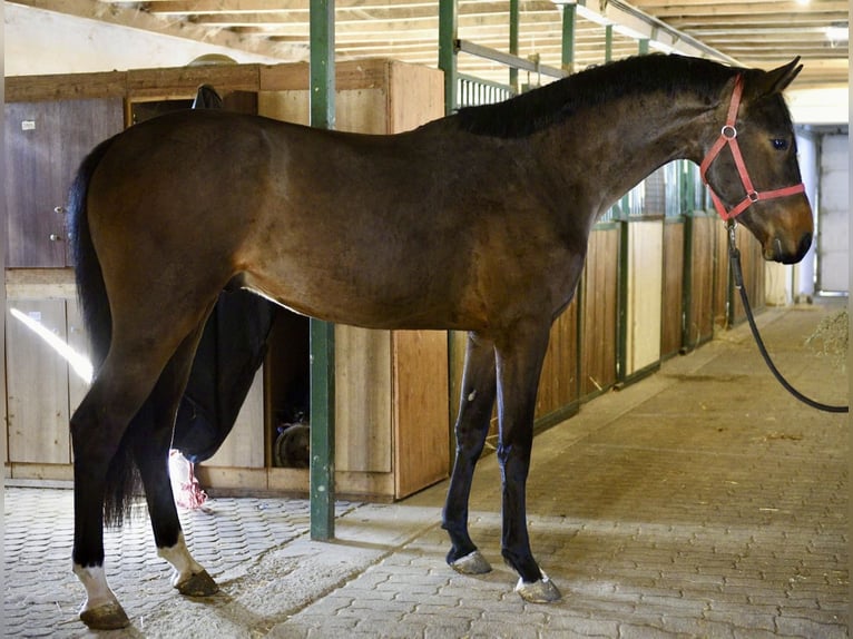KWPN Stallone 3 Anni 170 cm Baio in Murska Soboda