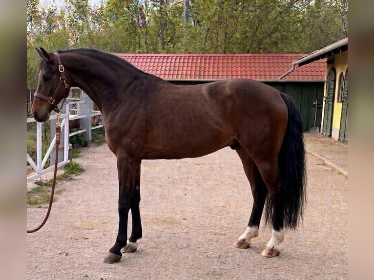 KWPN Stallone 3 Anni 170 cm Baio in Murska Soboda