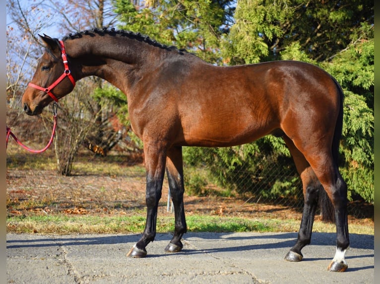 KWPN Stallone 3 Anni 170 cm Baio in Szarvas