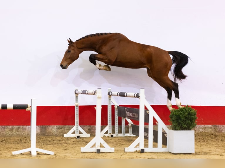 KWPN Stallone 3 Anni 170 cm Baio in Waddinxveen