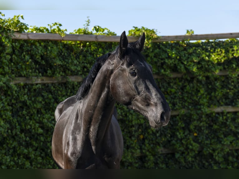 KWPN Stallone 3 Anni 170 cm Baio scuro in Waddinxveen KWPN Stallone 3 Anni 170 cm Baio scuro in Waddinxveen