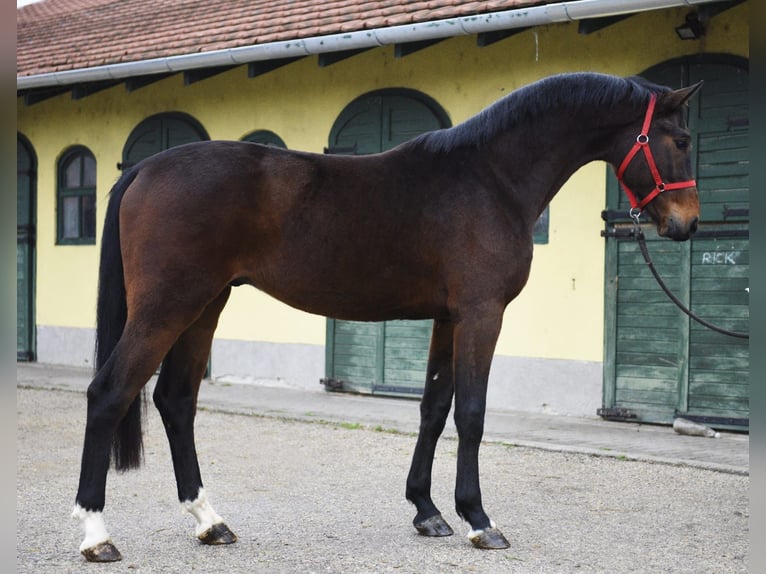 KWPN Stallone 3 Anni 170 cm Baio scuro in Murska Soboda
