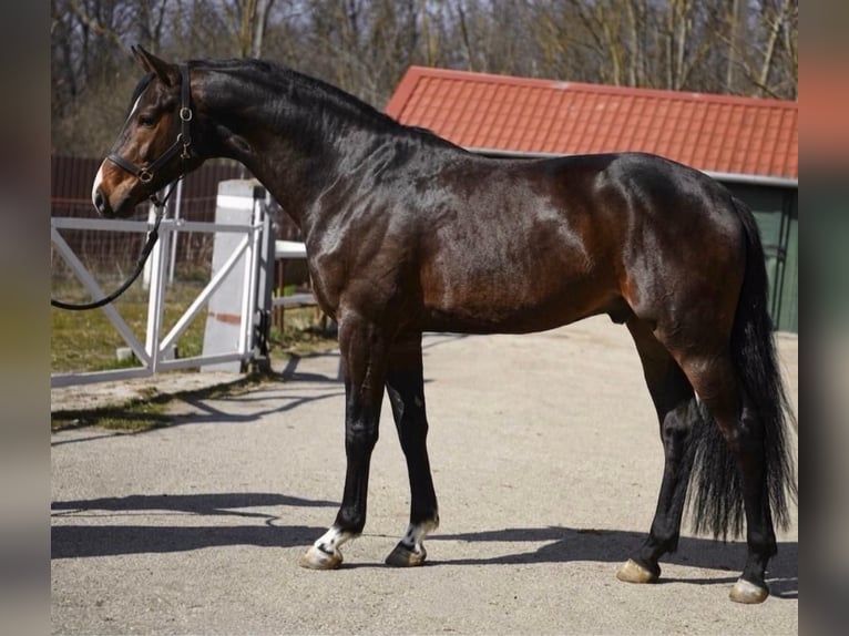 KWPN Stallone 3 Anni 170 cm Baio scuro in Murska Soboda