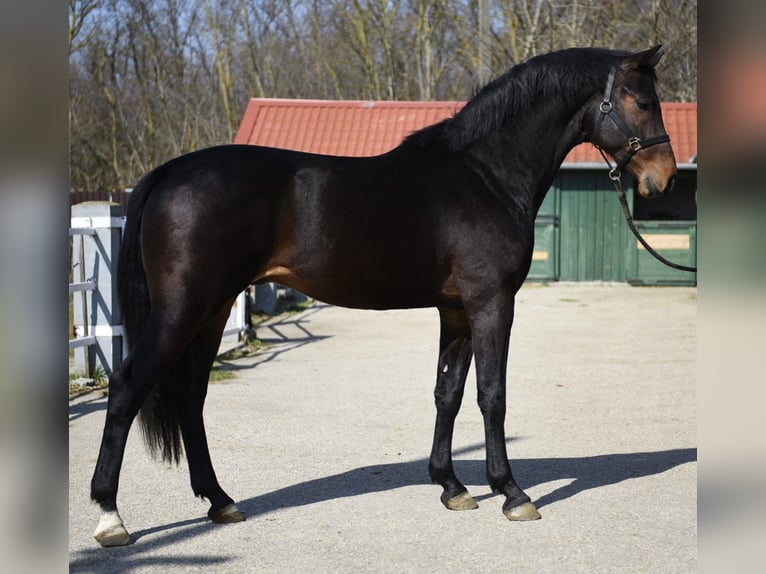 KWPN Stallone 3 Anni 170 cm Baio scuro in Slovenia
