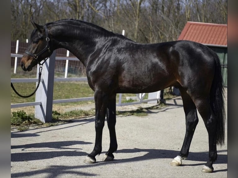 KWPN Stallone 3 Anni 170 cm Baio scuro in Slovenia