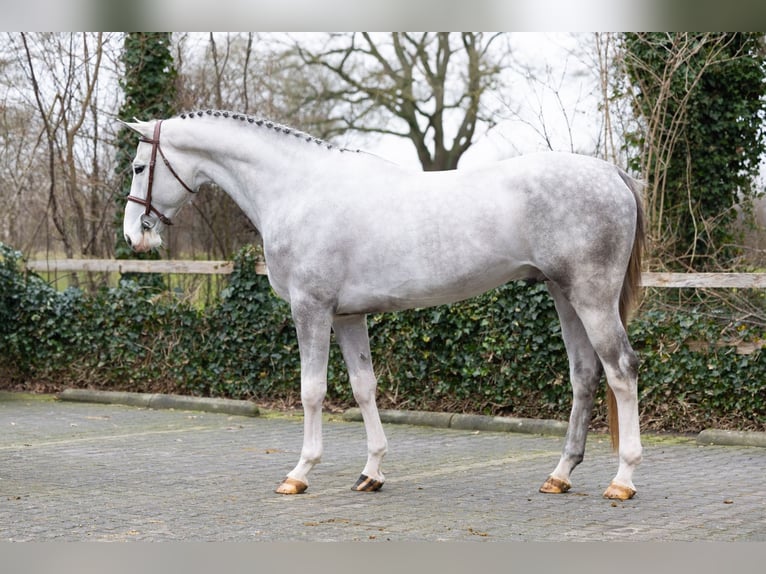 KWPN Stallone 3 Anni 170 cm  in Heerde