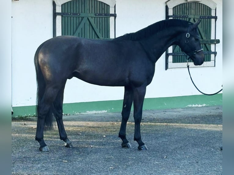 KWPN Stallone 3 Anni 170 cm Grigio in Halbenrain