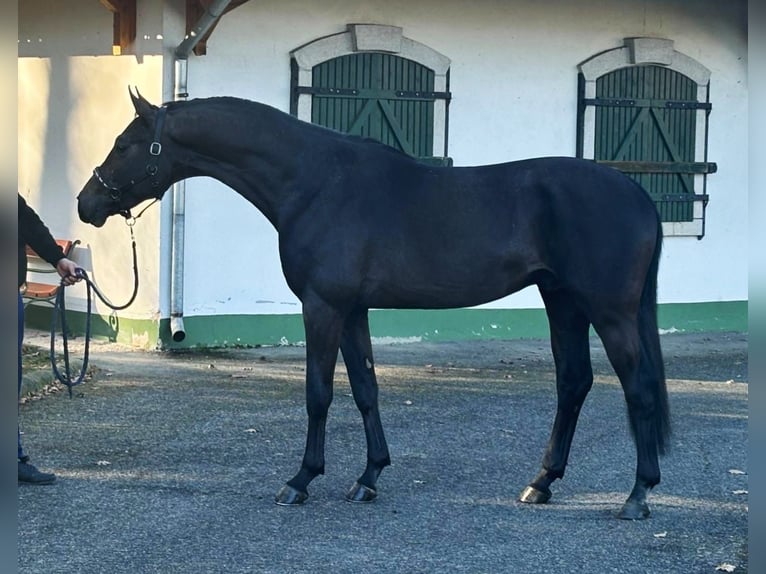 KWPN Stallone 3 Anni 170 cm Grigio in Halbenrain