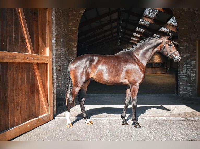 KWPN Stallone 3 Anni 170 cm Morello in Hapert