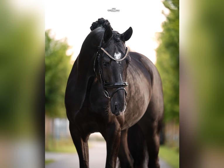 KWPN Stallone 3 Anni 170 cm Morello in Heemskerk