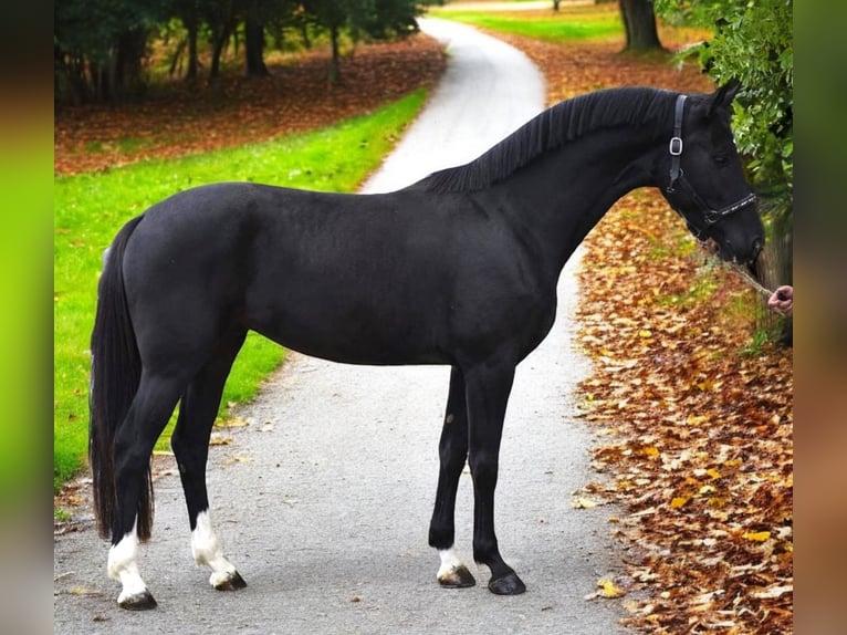 KWPN Stallone 3 Anni 170 cm Morello in Murska Soboda