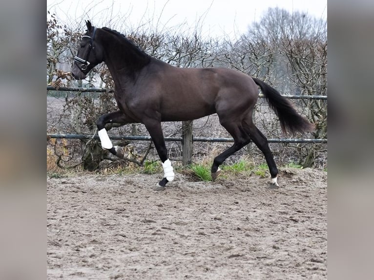 KWPN Stallone 3 Anni 170 cm Pelle di daino in Prinsenbeek