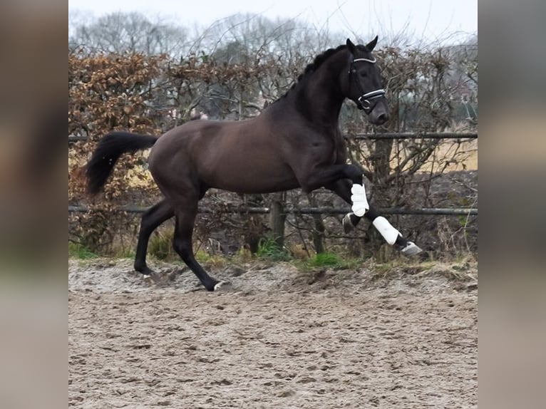 KWPN Stallone 3 Anni 170 cm Pelle di daino in Prinsenbeek