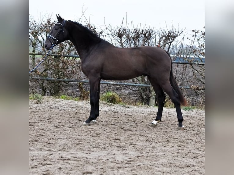 KWPN Stallone 3 Anni 170 cm Pelle di daino in Prinsenbeek