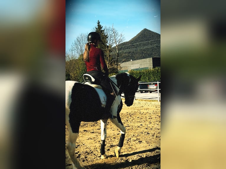 KWPN Stallone 3 Anni 170 cm Pezzato in Bergamo