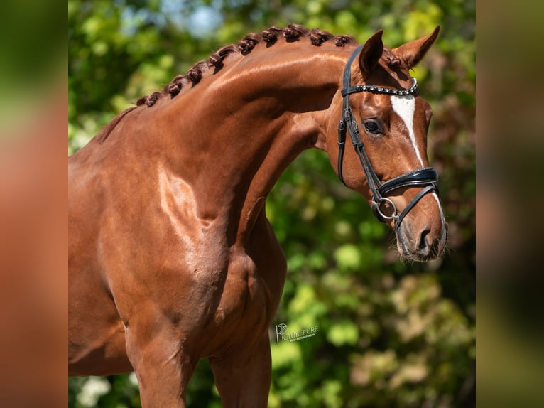 KWPN Stallone 3 Anni 171 cm Baio chiaro in Peer