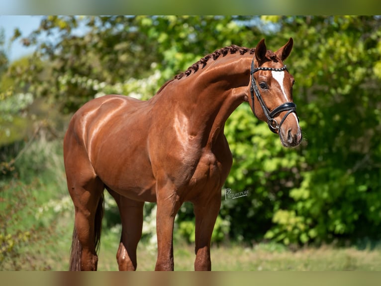 KWPN Stallone 3 Anni 171 cm Baio chiaro in Peer