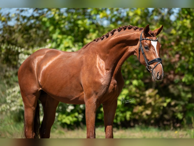 KWPN Stallone 3 Anni 171 cm Baio chiaro in Peer