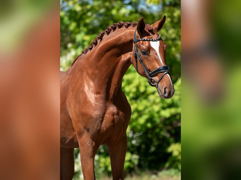 KWPN Stallone 3 Anni 171 cm Baio chiaro in Peer