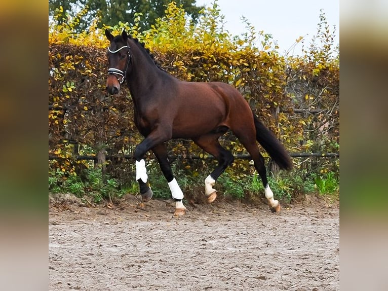 KWPN Stallone 3 Anni 171 cm Baio scuro in Prinsenbeek