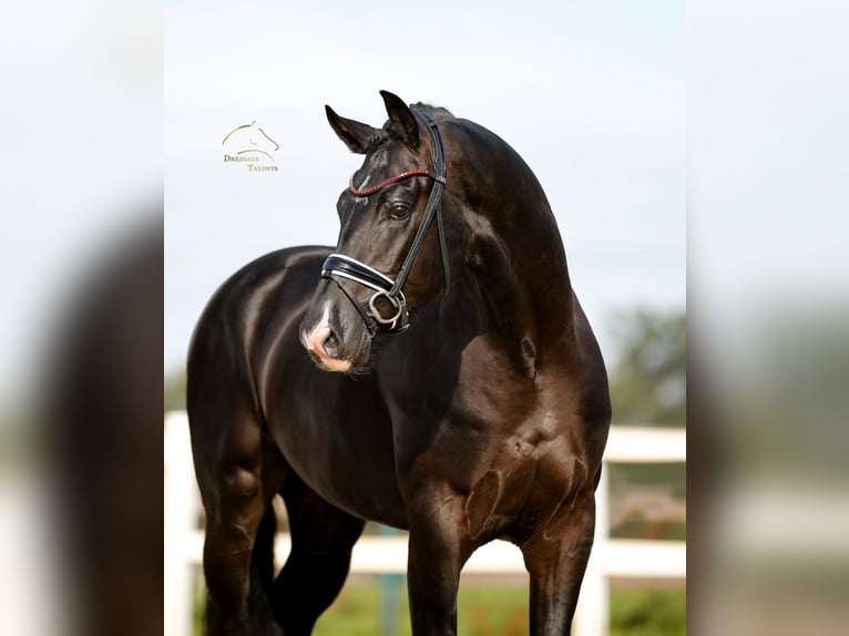 KWPN Stallone 3 Anni 171 cm Morello in Vechta