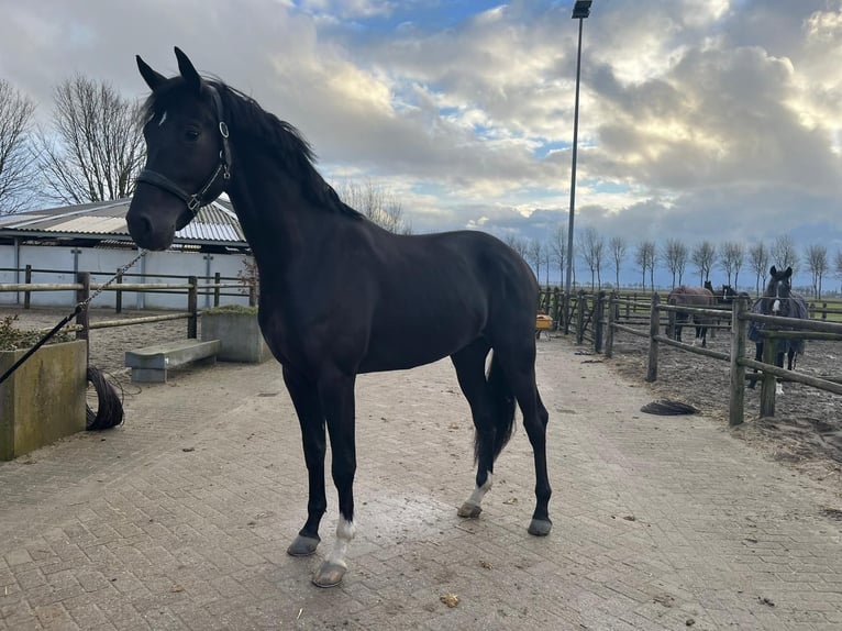 KWPN Stallone 3 Anni 171 cm Morello in Zuidoostbeemster