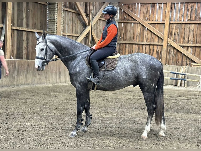 KWPN Stallone 3 Anni 172 cm Grigio in Bekescsaba