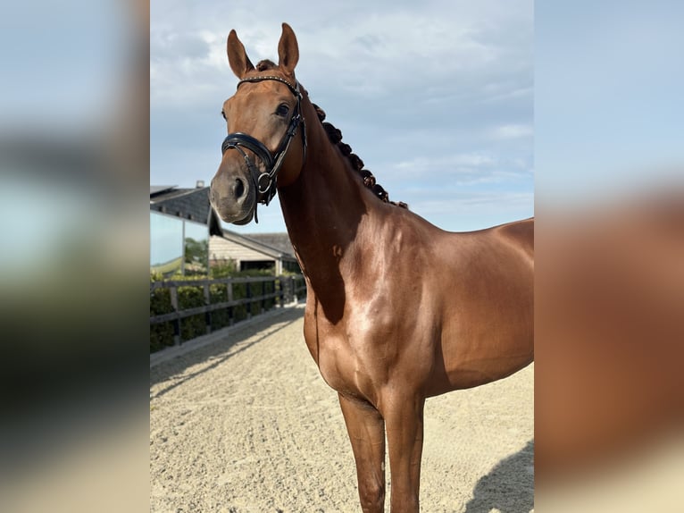 KWPN Stallone 3 Anni 172 cm Sauro in Purmer