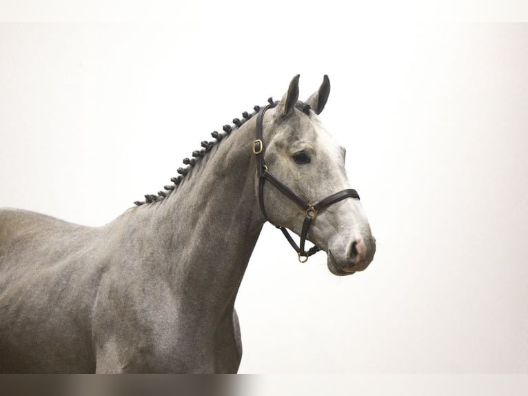 KWPN Stallone 3 Anni 173 cm Grigio in Waddinxveen