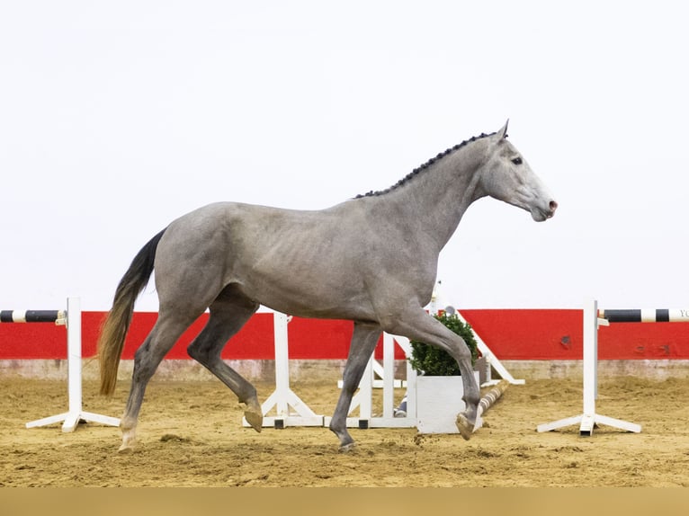 KWPN Stallone 3 Anni 173 cm Grigio in Waddinxveen