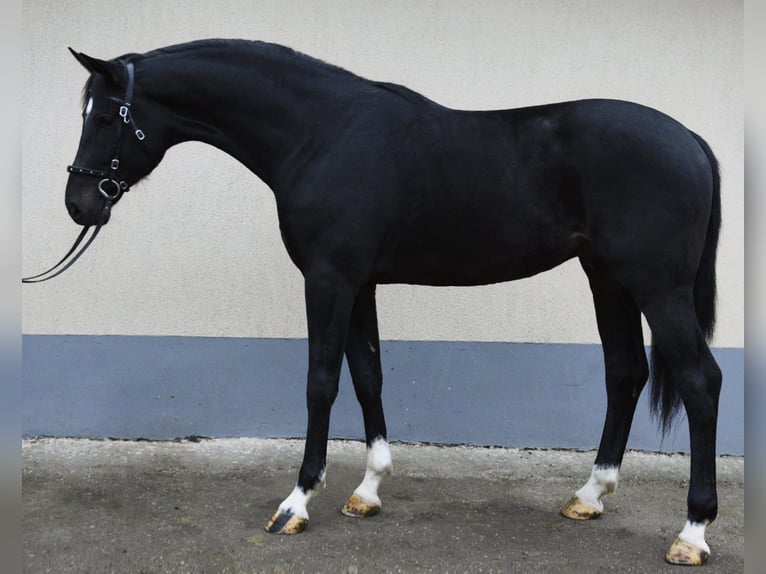 KWPN Stallone 3 Anni 173 cm Morello in Békéscsaba