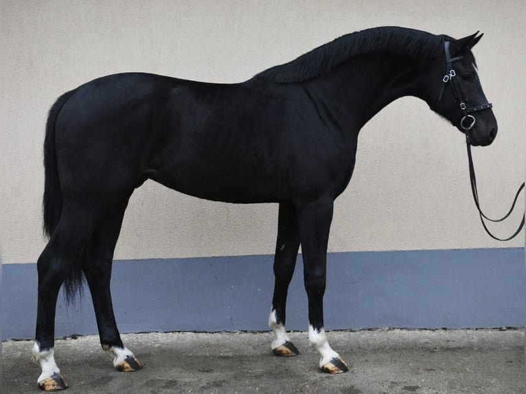 KWPN Stallone 3 Anni 173 cm Morello in Békéscsaba