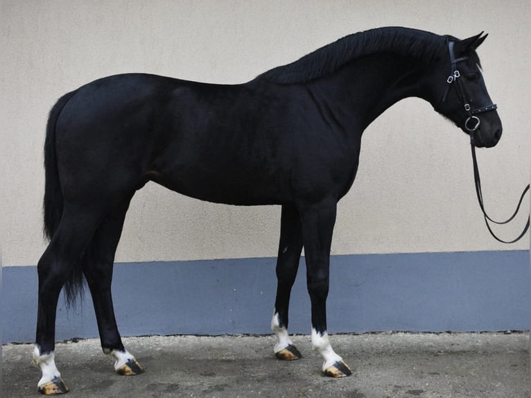 KWPN Stallone 3 Anni 173 cm Morello in Bekes