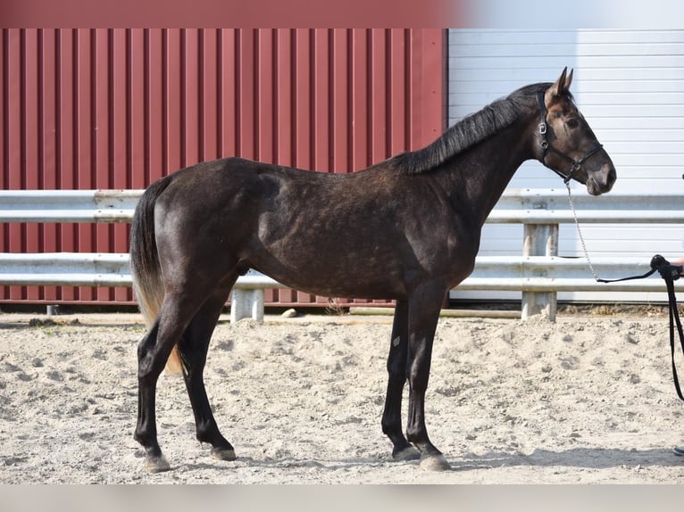 KWPN Stallone 3 Anni 173 cm Sauro in Opende