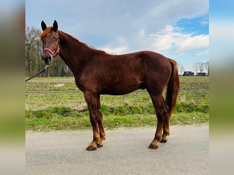 KWPN Stallone 3 Anni 173 cm Sauro scuro in Hoge Hexel