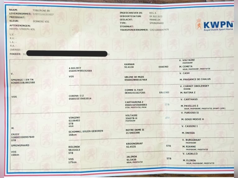 KWPN Stallone 3 Anni 173 cm Sauro scuro in Hoge Hexel