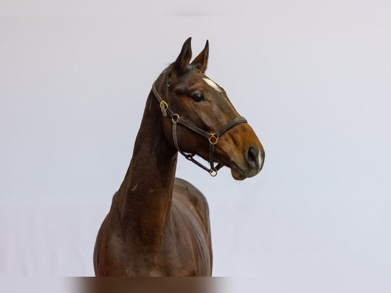 KWPN Stallone 3 Anni 175 cm Baio in Waddinxveen