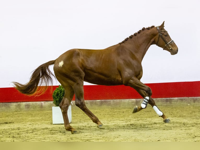 KWPN Stallone 3 Anni 180 cm Sauro scuro in Waddinxveen