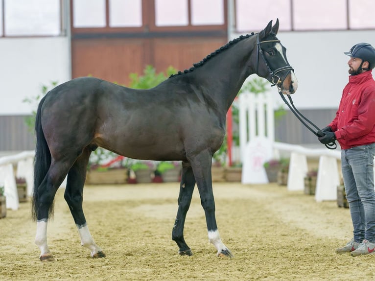 KWPN Stallone 3 Anni Baio scuro in Münster-Handorf