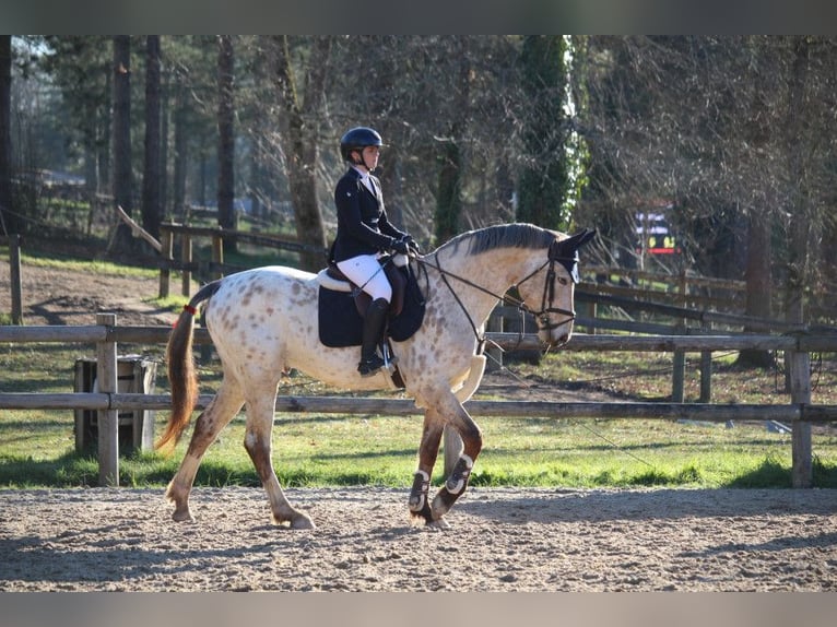 KWPN Stallone 3 Anni Leopard in Torino