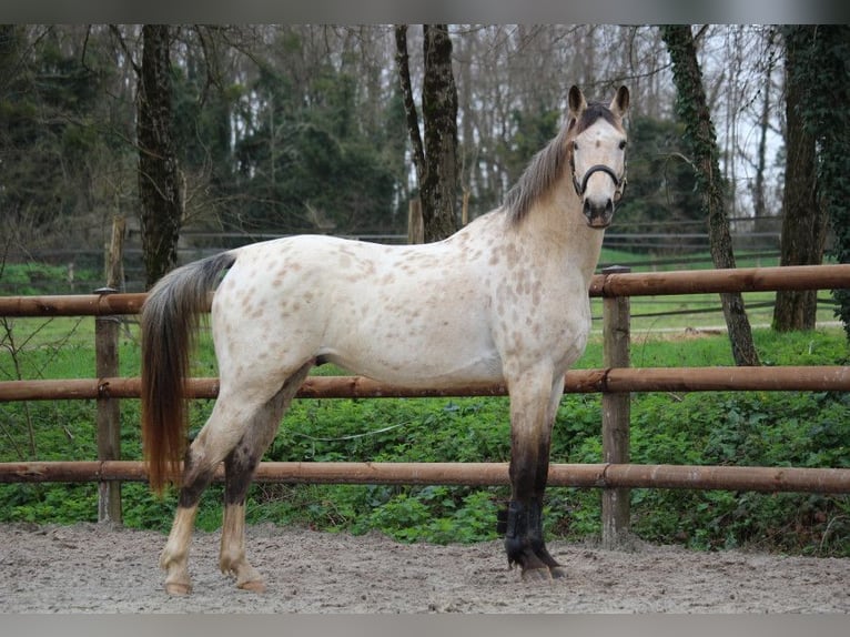 KWPN Stallone 3 Anni Leopard in Torino