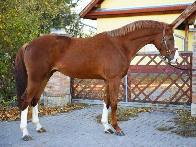 KWPN Stallone 3 Anni Sauro scuro in kecskemet