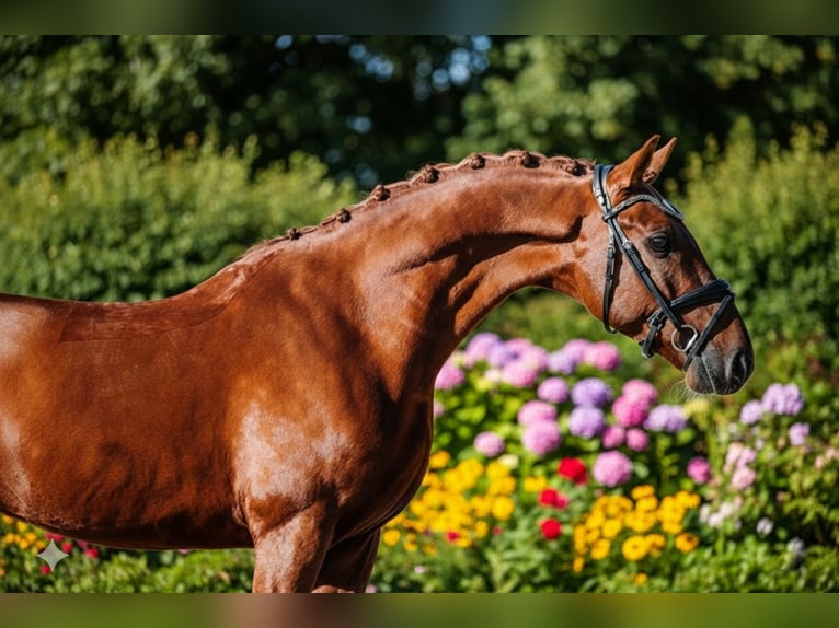 KWPN Stallone 4 Anni 158 cm Sauro in GROTE-BROGEL