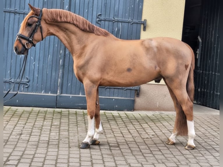 KWPN Stallone 4 Anni 160 cm Sauro in Bilthoven