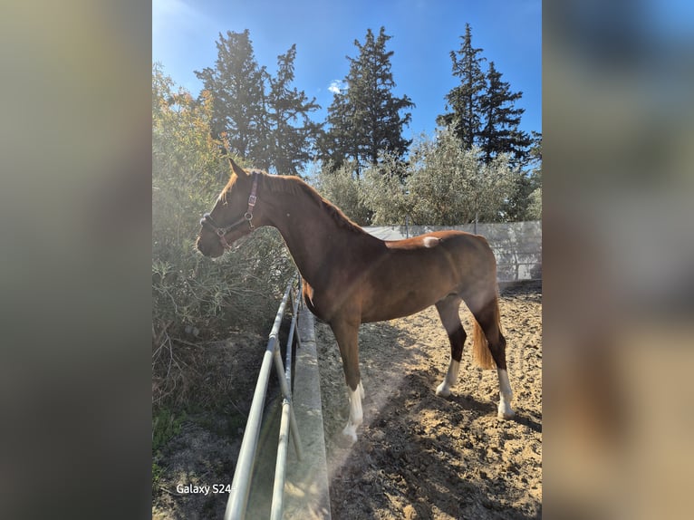 KWPN Stallone 4 Anni 160 cm Sauro scuro in Ludwigsfelde