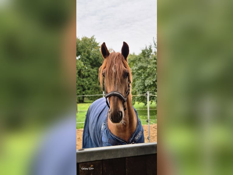 KWPN Stallone 4 Anni 160 cm Sauro scuro in Ludwigsfelde